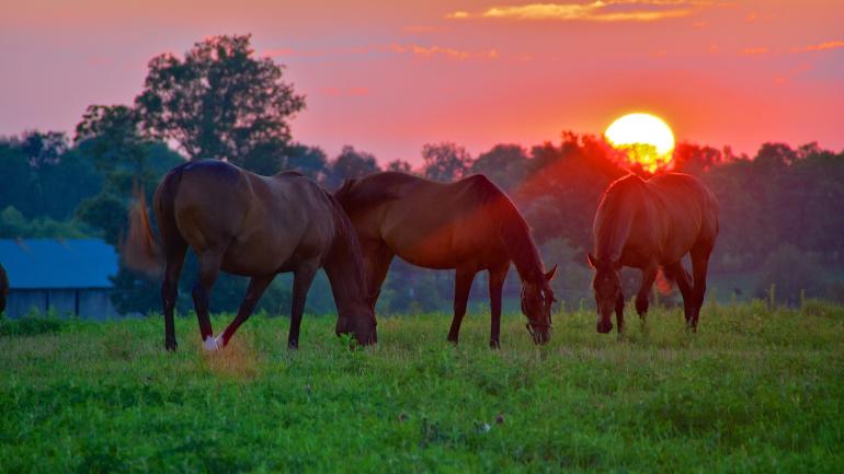 Thoroughbreds grazing at sunset in Lexington, Kentucky Thoroughbreds grazing at sunset in Lexington, Kentucky