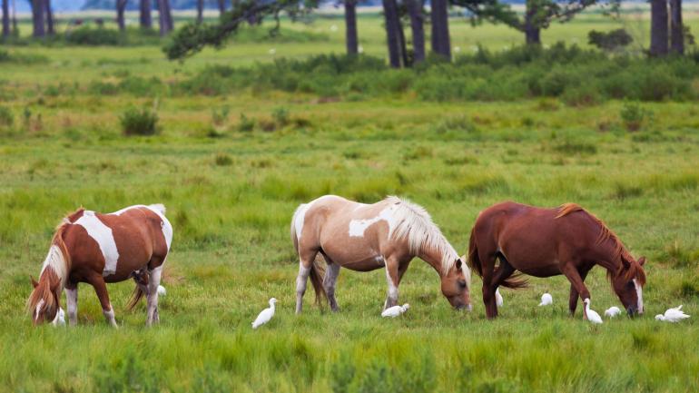 The famed wild ponies of Chincoteague Island, Virginia The famed wild ponies of Chincoteague Island, Virginia