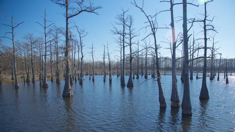 Views of nature at Black Bayou Lake National Wildlife Refuge in Monroe, Louisiana Views of nature at Black Bayou Lake National Wildlife Refuge in Monroe, Louisiana