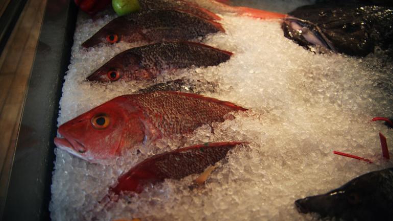 Fresh Florida fish ready to prepare and serve Fresh Florida fish ready to prepare and serve