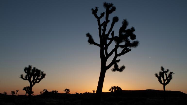 Joshua Tree National Park near Palm Springs, California Joshua Tree National Park near Palm Springs, California