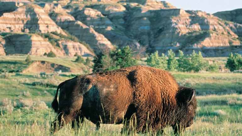 Bison in the Badlands, North Dakota Bison in the Badlands, North Dakota
