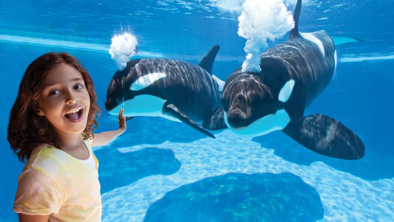 Encounter with orca whales at SeaWorld San Diego Encounter with orca whales at SeaWorld San Diego