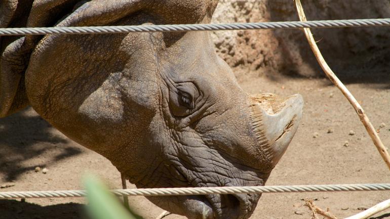 San Diego Zoo, a popular attraction for a day of family fun San Diego Zoo, a popular attraction for a day of family fun