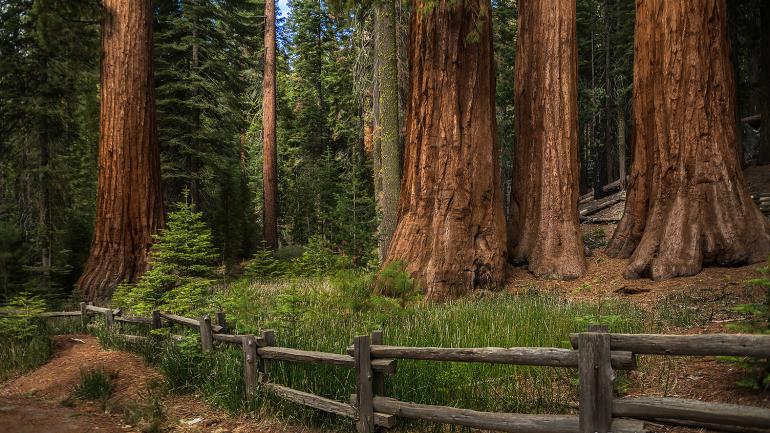 Wandering among the bases of towering sequoias in Mariposa Grove Wandering among the bases of towering sequoias in Mariposa Grove
