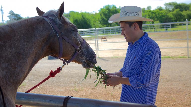 Feeding the horses at the Texas Horse Park in Dallas Feeding the horses at the Texas Horse Park in Dallas