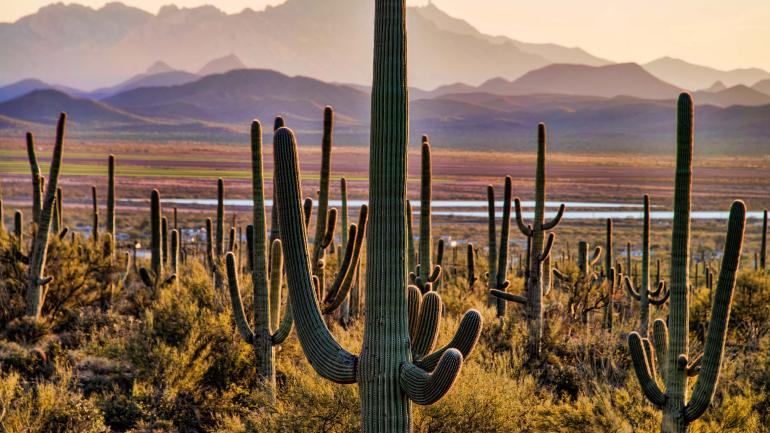 Desert views at Saguaro National Park Desert views at Saguaro National Park