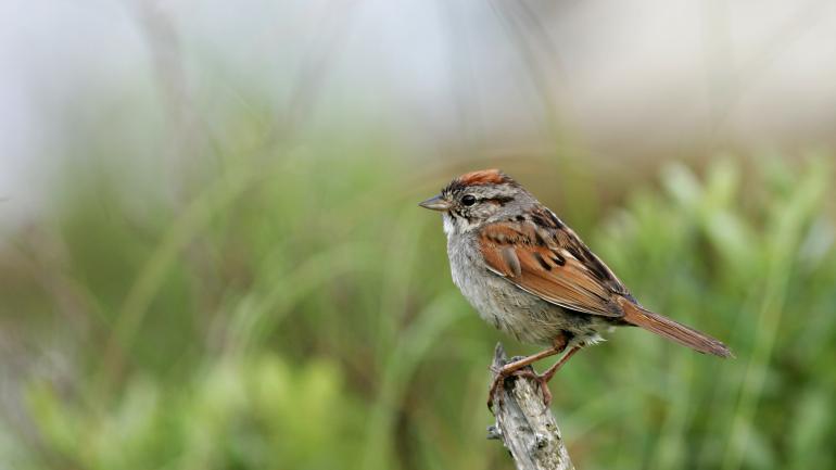A swamp sparrow in the Maine wilderness A swamp sparrow in the Maine wilderness