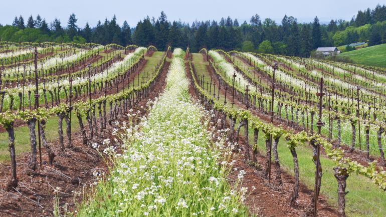 Rows of grape vines at Garden Vineyards Rows of grape vines at Garden Vineyards