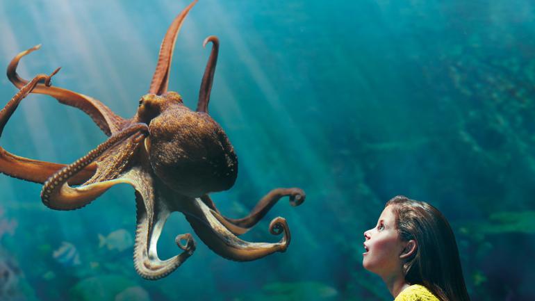 Getting an upclose view of a giant Pacific octopus at SeaWorld San Diego Getting an upclose view of a giant Pacific octopus at SeaWorld San Diego