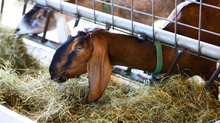 Goat at Farm in the Dene in Manchester, Vermont Goat at Farm in the Dene in Manchester, Vermont