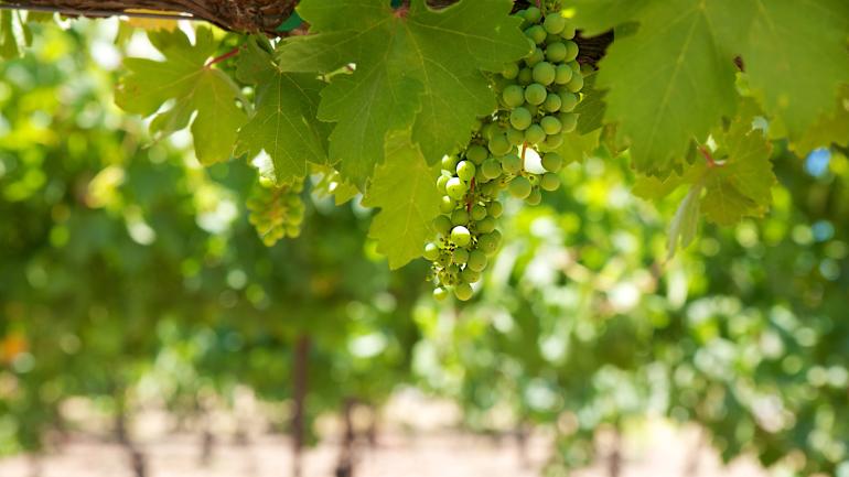 Wine tasting tours in Central California Wine tasting tours in Central California