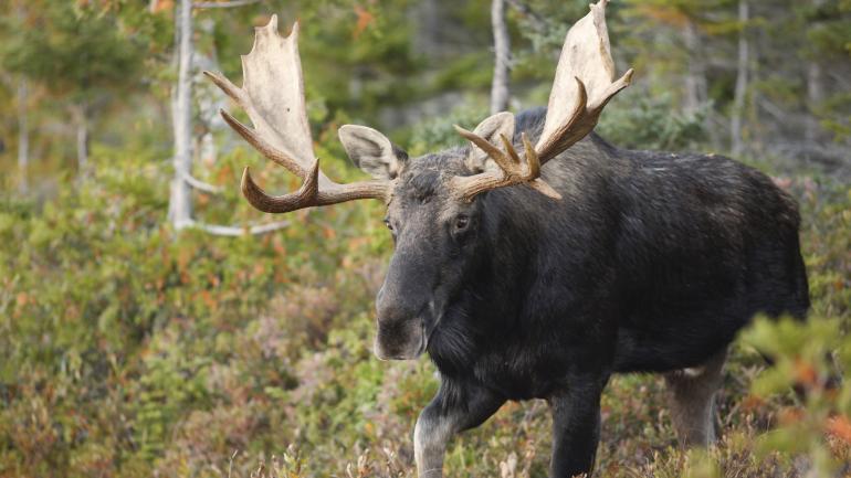 Spotting moose and other wildlife while exploring Maine Spotting moose and other wildlife while exploring Maine