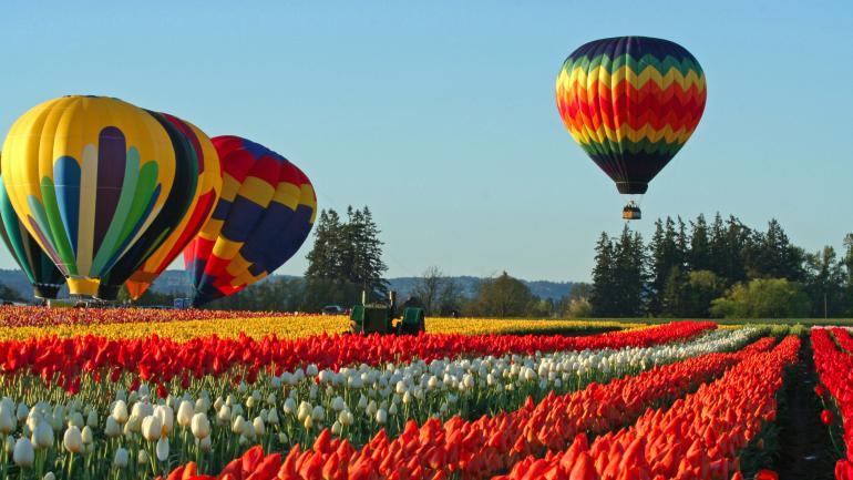 Hot-air balloons in a field of flowers at Wooden Shoe Tulip Farm Hot-air balloons in a field of flowers at Wooden Shoe Tulip Farm