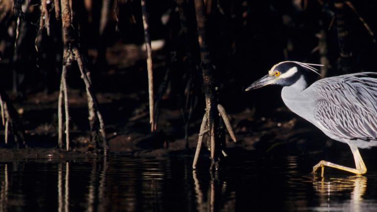 Guet en espérant apercevoir un héron de nuit à corail jaune à J.N. « Ding » Darling National Wildlife Refuge. Guet en espérant apercevoir un héron de nuit à corail jaune à J.N. « Ding » Darling National Wildlife Refuge.