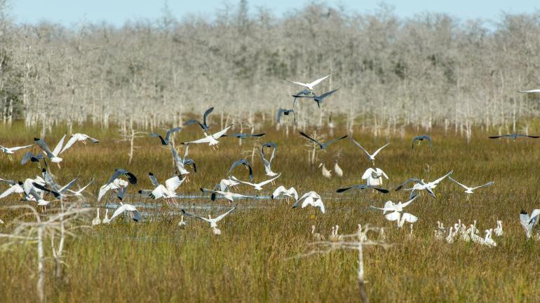 Íbis e garças-azuis sobrevoam Everglades Íbis e garças-azuis sobrevoam Everglades