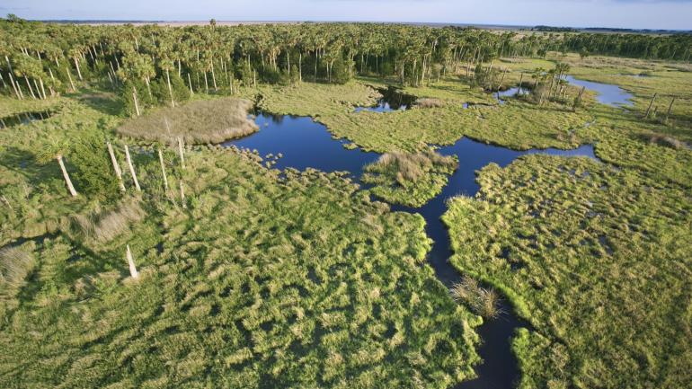 Paysage des Everglades de Floride, surnommés la « rivière d’herbe » Paysage des Everglades de Floride, surnommés la « rivière d’herbe »
