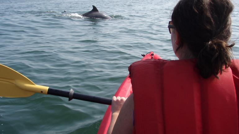 Kayaking with dolphins off the coast of Virginia Beach Kayaking with dolphins off the coast of Virginia Beach