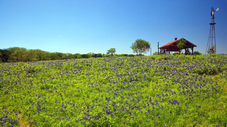 Field of bluebonnet flowers outside of Luling, Texas Field of bluebonnet flowers outside of Luling, Texas