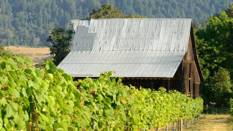 Grapevines surrounding a barn at an Umpqua Valley winery near Roseburg Grapevines surrounding a barn at an Umpqua Valley winery near Roseburg