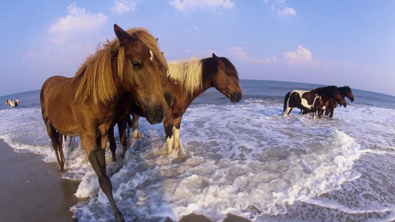 Wild horses roaming Assateague Island National Seashore Wild horses roaming Assateague Island National Seashore