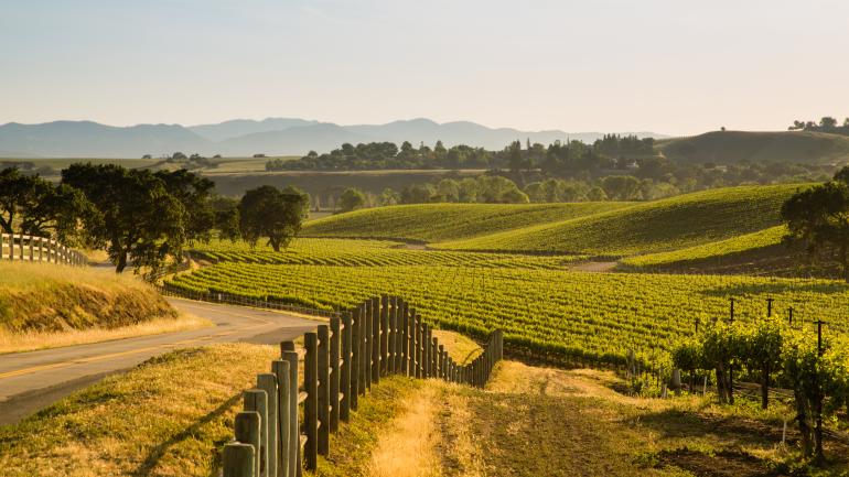 Scenic view of Sauvignon Blanc grapevines at a Santa Barbara vineyard Scenic view of Sauvignon Blanc grapevines at a Santa Barbara vineyard