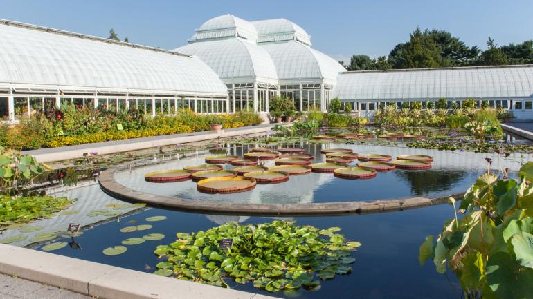 Pond display at the New York Botanical Garden Pond display at the New York Botanical Garden