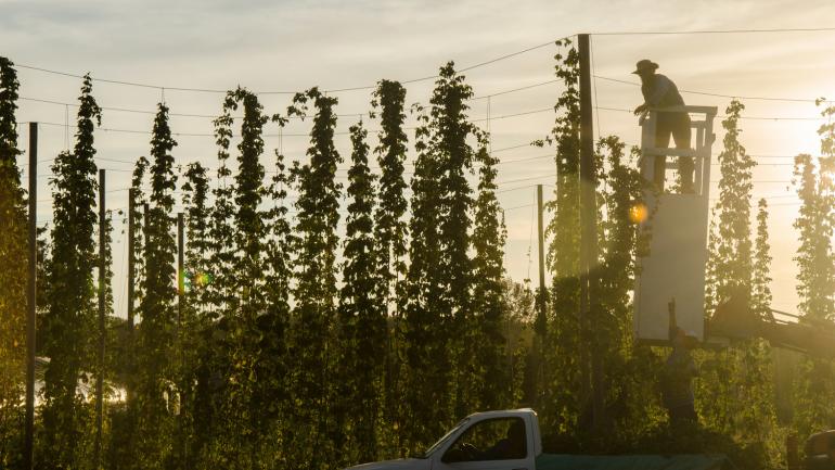 Hop harvesting at Agrarian Ales, a brewery in Eugene Hop harvesting at Agrarian Ales, a brewery in Eugene