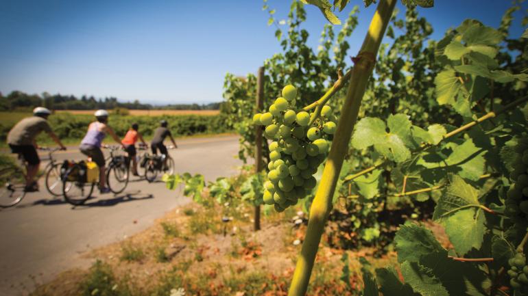 Biking through Ankeny Vineyard on the Willamette Valley Scenic Bikeway Biking through Ankeny Vineyard on the Willamette Valley Scenic Bikeway