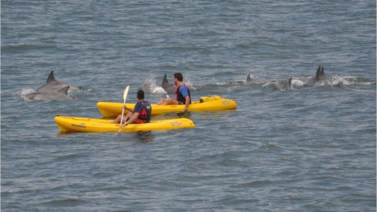 Curious dolphins keeping kayakers company Curious dolphins keeping kayakers company