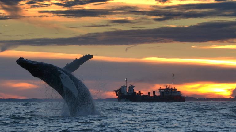 Amazing sight of a whale breaching in the Atlantic Ocean Amazing sight of a whale breaching in the Atlantic Ocean