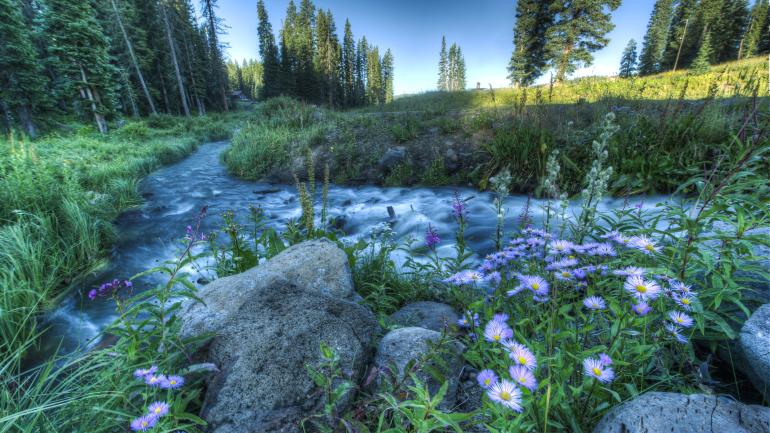 A stream flows through a flowery meadow on the Grand Mesa in Grand Junction, Colorado A stream flows through a flowery meadow on the Grand Mesa in Grand Junction, Colorado