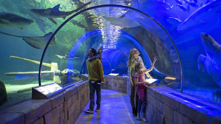 Spotting sharks up close at the SEA LIFE® Minnesota Aquarium Spotting sharks up close at the SEA LIFE® Minnesota Aquarium