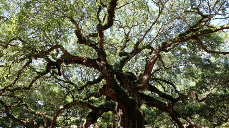 Angel Oak, estimated to be more than 1500 years old, sits just outside of Charleston, South Carolina Angel Oak, estimated to be more than 1500 years old, sits just outside of Charleston, South Carolina