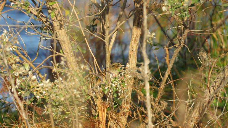 Spy a swamp sparrow through the trees at Back Bay National Wildlife Refuge Spy a swamp sparrow through the trees at Back Bay National Wildlife Refuge
