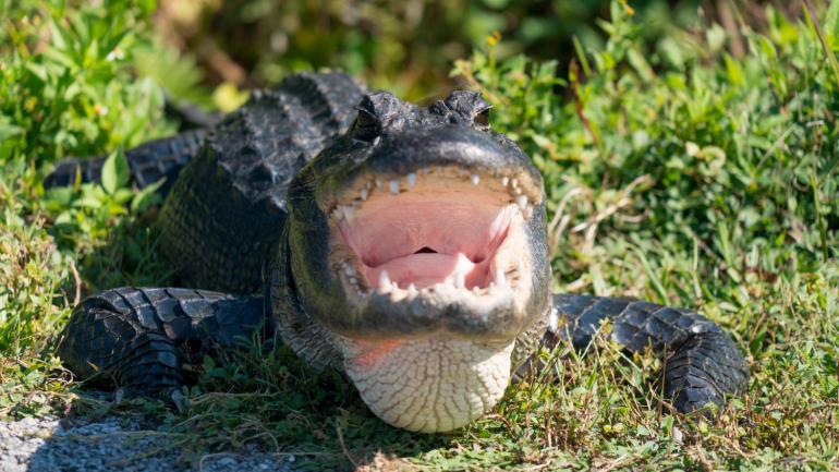 Un alligator montrant ses dents dans les Everglades en Floride Un alligator montrant ses dents dans les Everglades en Floride