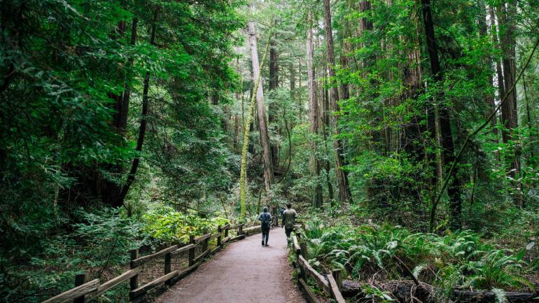 Pathway through a mighty redwood forest at Muir Woods National Monument Pathway through a mighty redwood forest at Muir Woods National Monument