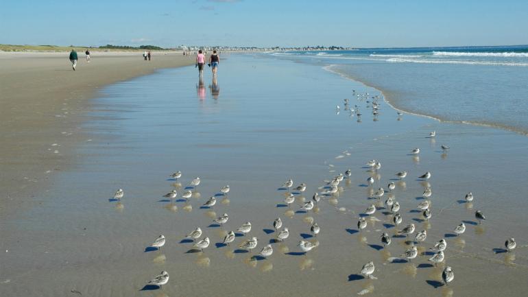 Sea birds on the soft sands of Ogunquit Beach Sea birds on the soft sands of Ogunquit Beach