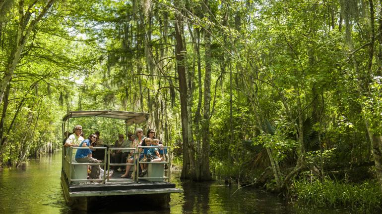 A boat tour deep in the heart of the Louisiana swamp A boat tour deep in the heart of the Louisiana swamp