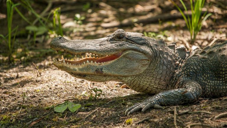 A Louisiana alligator in his swamp habitat A Louisiana alligator in his swamp habitat