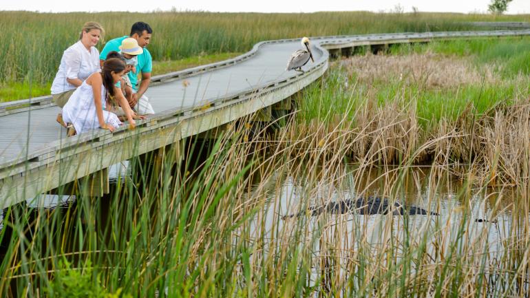 Spot an alligator along the Creole Nature Trail All-American Road Spot an alligator along the Creole Nature Trail All-American Road