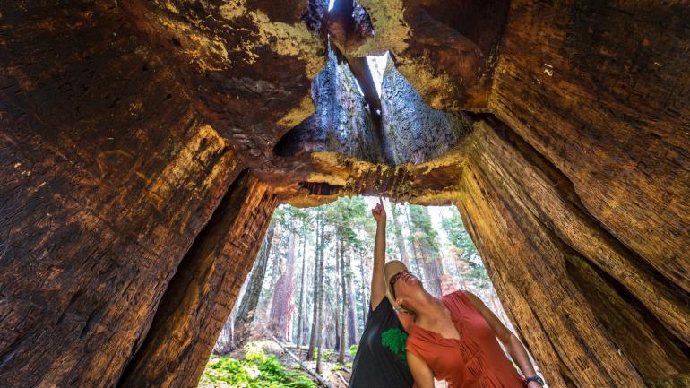 Climbing inside the Big Tree in Tuolumne Grove of Giant Sequoias Climbing inside the Big Tree in Tuolumne Grove of Giant Sequoias