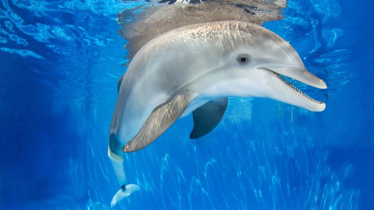 前往清水灣海洋水族館拜訪海豚溫特 前往清水灣海洋水族館拜訪海豚溫特