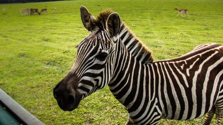 Up close with a zebra at the Global Wildlife Center Up close with a zebra at the Global Wildlife Center