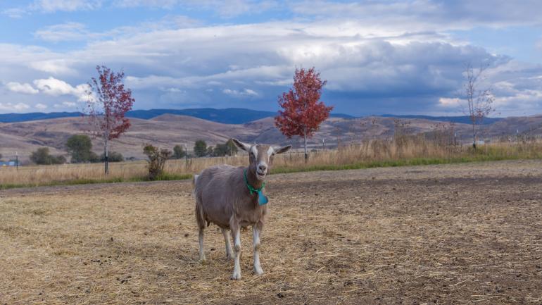 A goat grazes at the Grande Ronde Goat Dairy A goat grazes at the Grande Ronde Goat Dairy