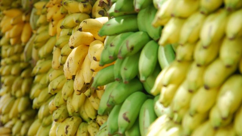 Fresh plantains are among the staples of Puerto Rican cuisine Fresh plantains are among the staples of Puerto Rican cuisine