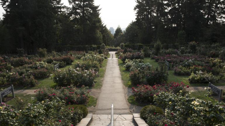 Strolling pathways through the International Rose Test Garden Strolling pathways through the International Rose Test Garden