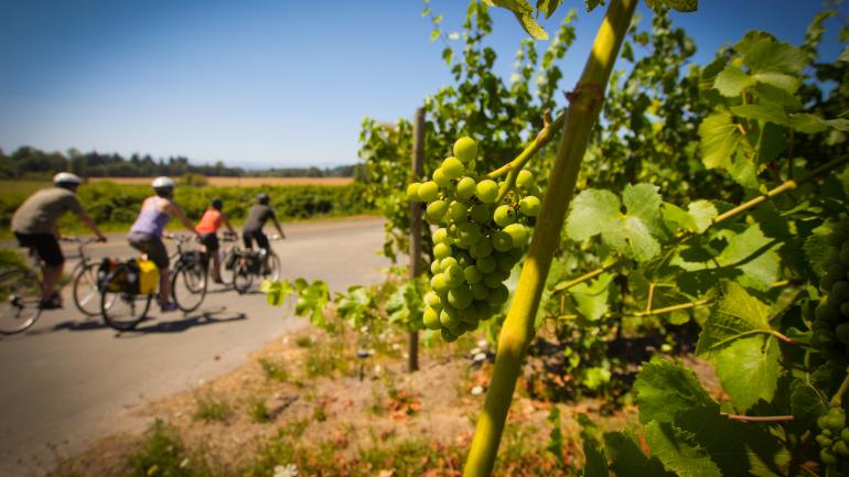 Pedaling past vineyards on the Willamette Scenic Bikeway Pedaling past vineyards on the Willamette Scenic Bikeway