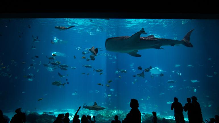 The Georgia Aquarium in Atlanta The Georgia Aquarium in Atlanta