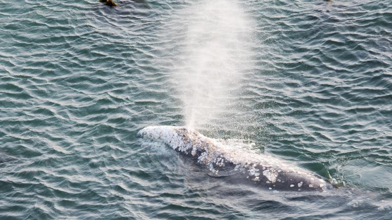 A gray whale surfaces off the coast of Oregon A gray whale surfaces off the coast of Oregon